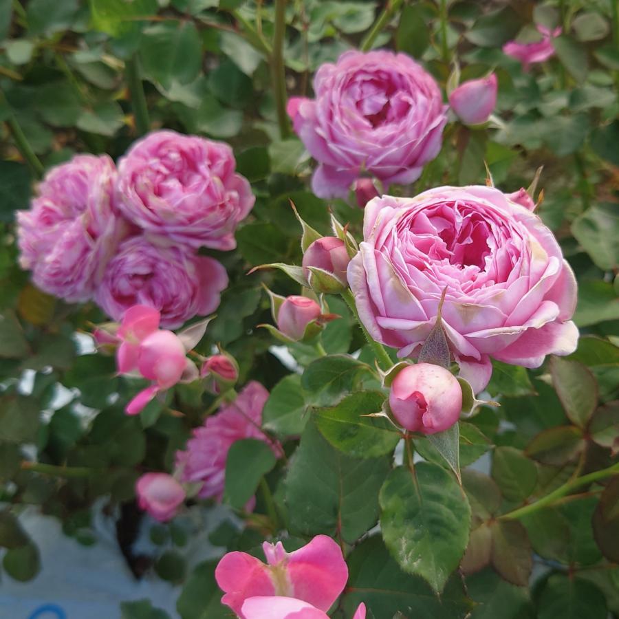 バラ苗 新苗育成苗 18cmポット メルヘン クーゲル : Apple Roses