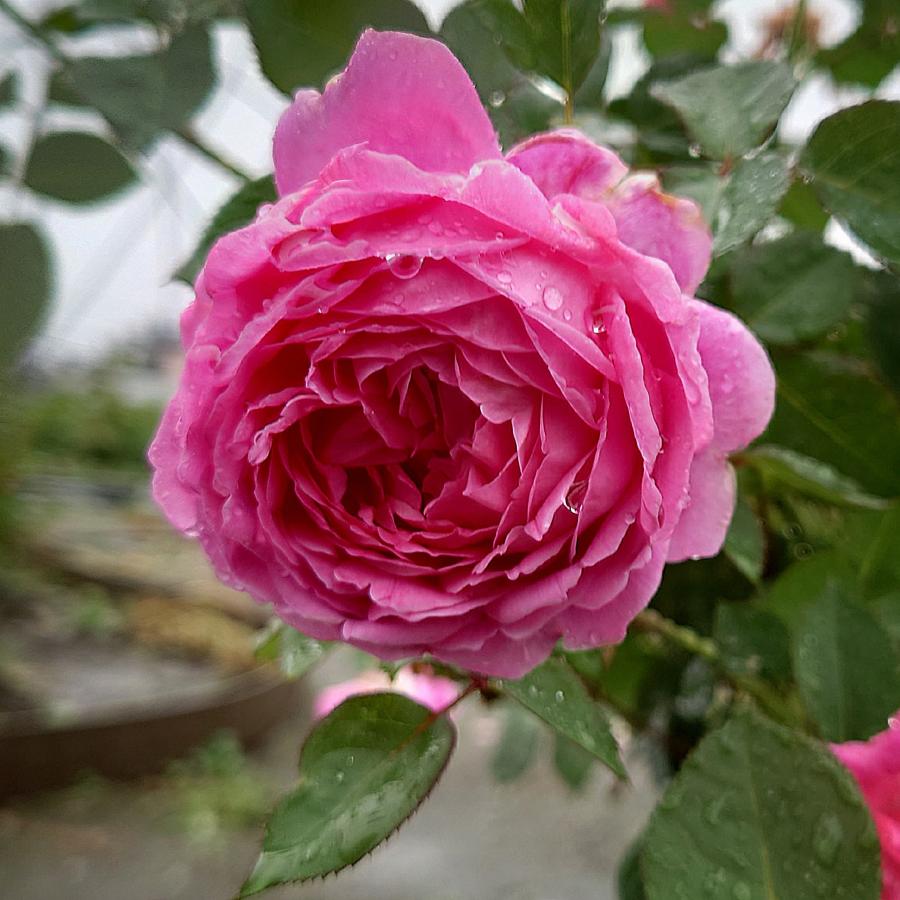 バラ苗 新苗育成苗 18cmポット メルヘン クーゲル : Apple Roses