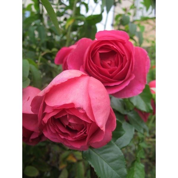 バラ苗 予約 新苗 12cmポット マイスタージンガー（Yahoo!・Apple Roses）