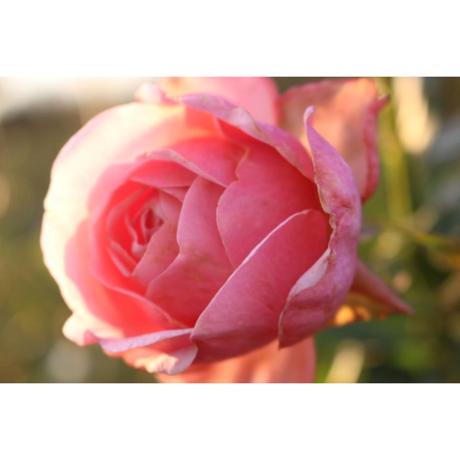 バラ苗 新苗育成苗 18cmポット メロウ : Apple Roses - 通販 - Yahoo