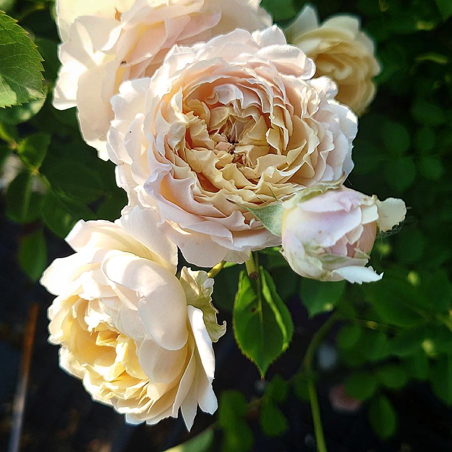 バラ苗　mille バラ苗 新苗育成苗 18cmポット ミルフィオーリ : Apple Roses