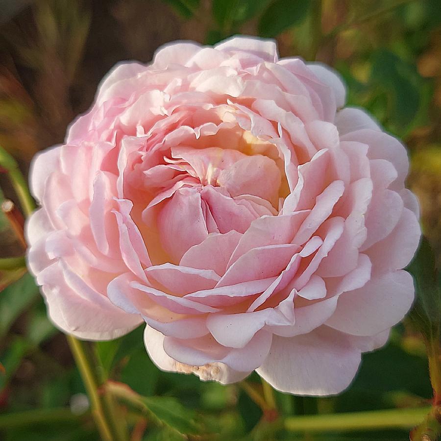 バラ苗 新苗育成苗 18cmポット ミルフィオーリ : Apple Roses