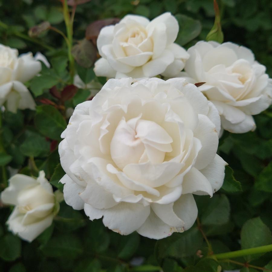 バラ苗 新苗育成苗 18cmポット モーニング ベルズ : Apple Roses