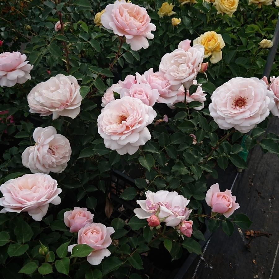 バラ苗 予約 新苗 12cmポット メーヴェ : Apple Roses - 通販 - Yahoo