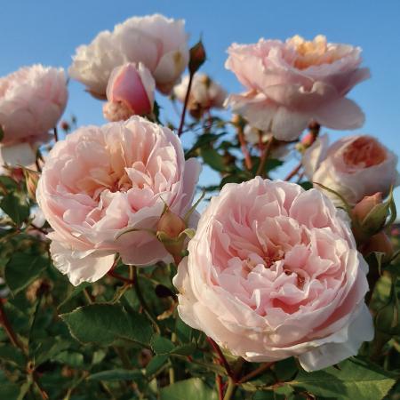 バラ苗 新苗育成苗 18cmポット メーヴェ｜apple-roses｜12