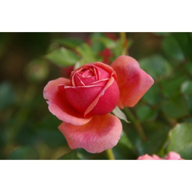予約 5月中旬以降発送 バラ苗 新苗 12cmポット パウル クレー｜apple-roses｜06