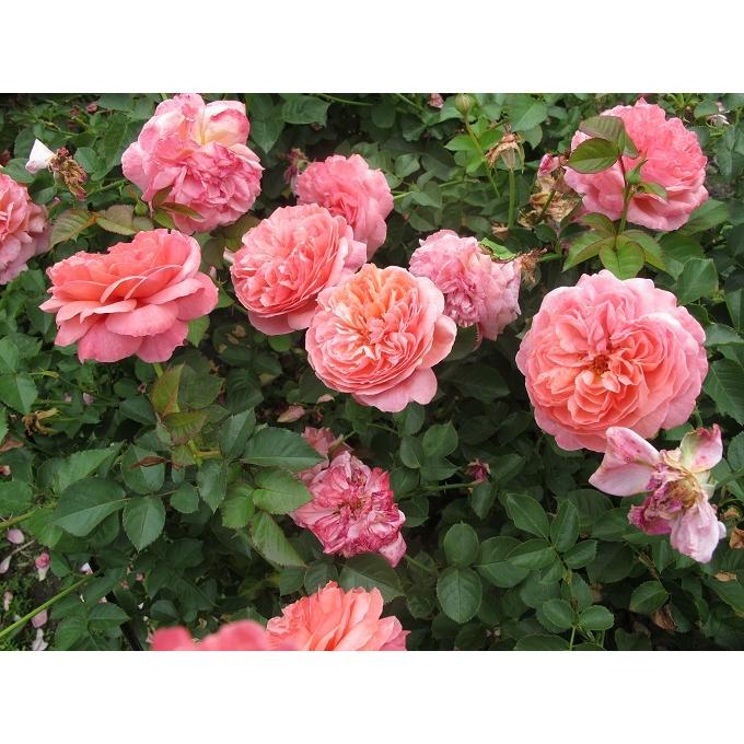 バラ苗 新苗育成苗 18cmポット パウル クレー : Apple Roses - 通販