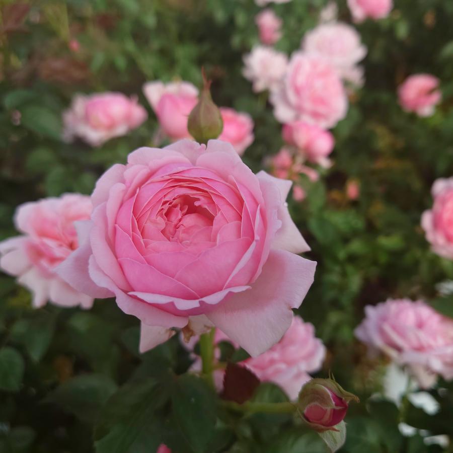 バラ苗 予約 新苗 12cmポット ピクニック マーチ : Apple Roses - 通販
