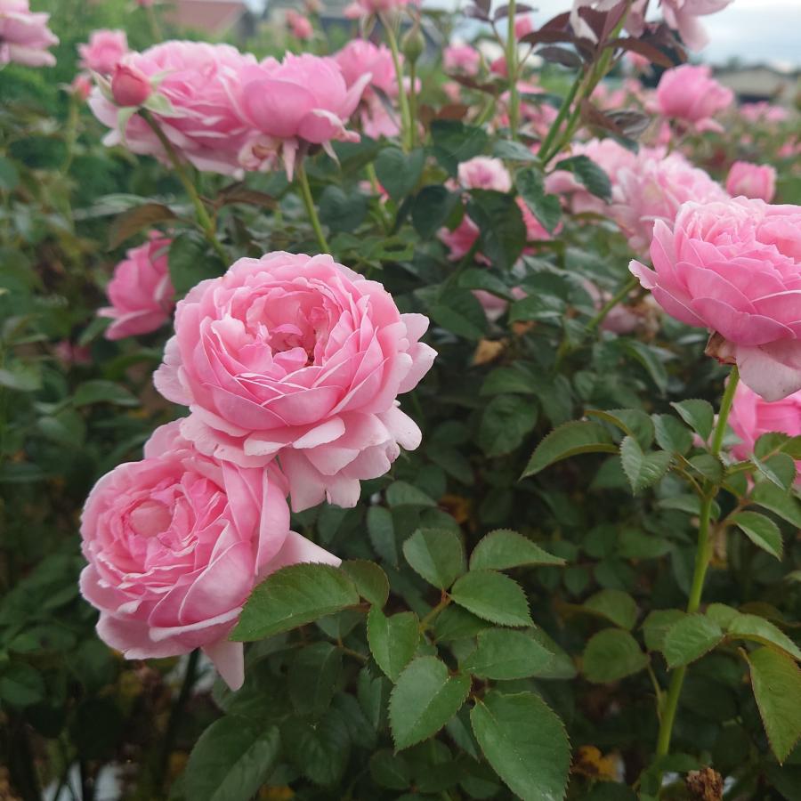 バラ苗 予約 新苗 12cmポット ピクニック マーチ : Apple Roses - 通販