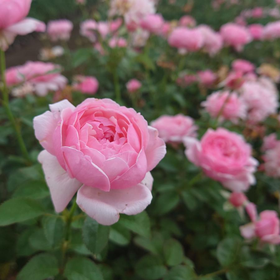 バラ苗 新苗育成苗 18cmポット ピクニック マーチ : Apple Roses