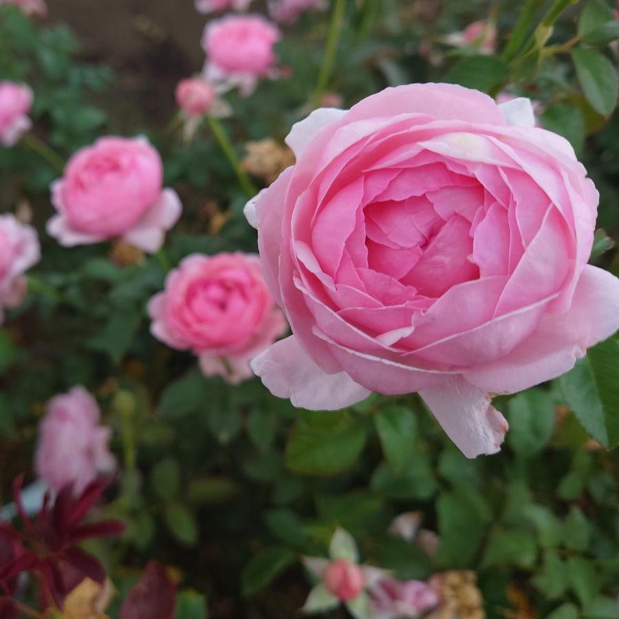 バラ苗 新苗育成苗 18cmポット ピクニック マーチ : Apple Roses