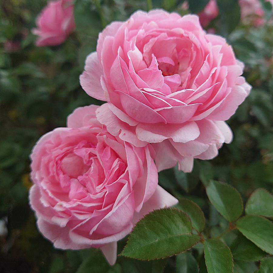 バラ苗 新苗育成苗 18cmポット ピクニック マーチ : Apple Roses