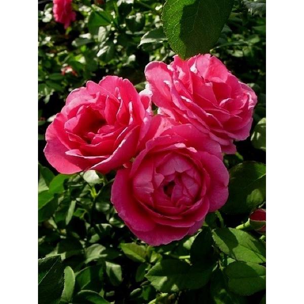 バラ苗 予約 新苗 12cmポット パブ ロック : Apple Roses - 通販