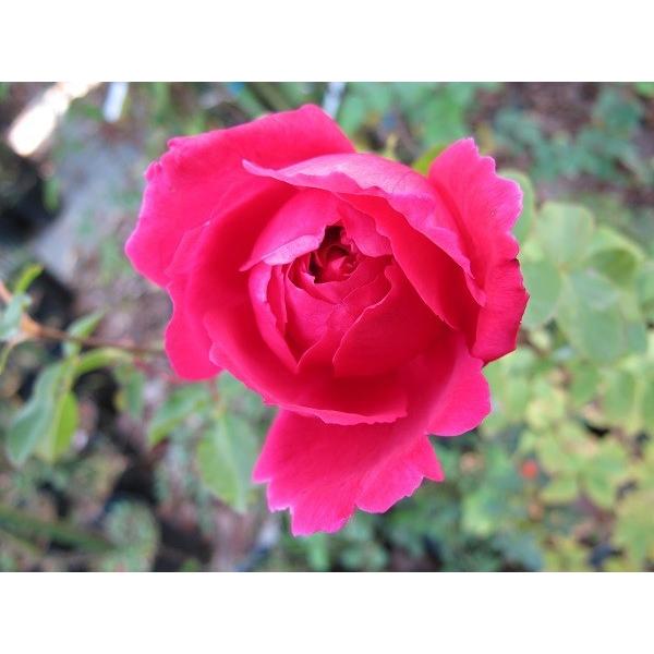 バラ苗 予約 新苗 12cmポット パブ ロック : Apple Roses - 通販
