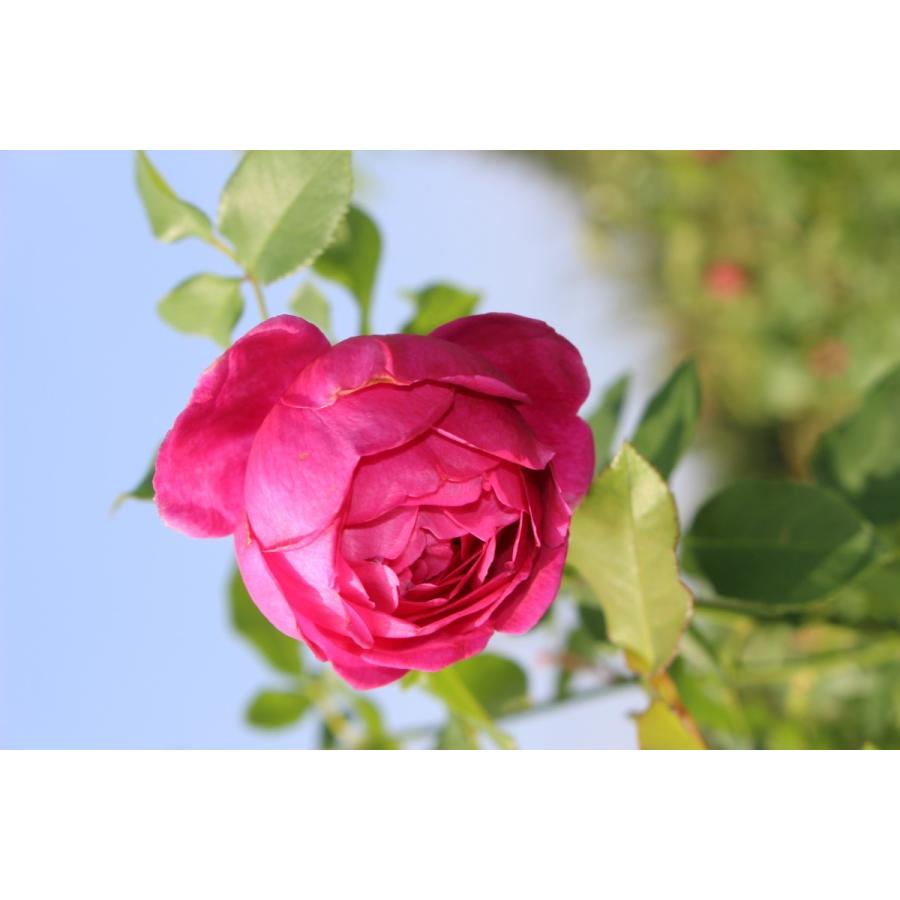 バラ苗 予約 新苗 12cmポット パブ ロック : Apple Roses - 通販