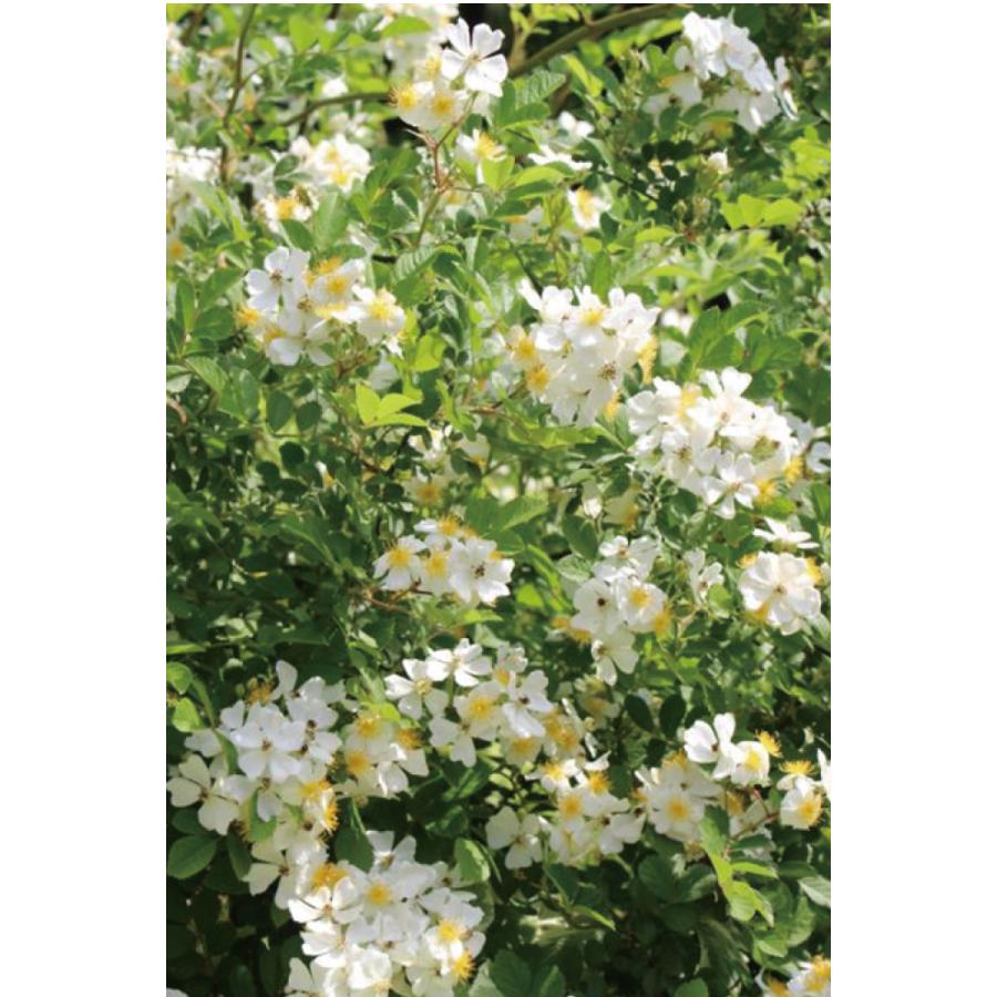 即納 バラ苗 新苗育成苗18cmポット ロサ ムルティフローラ S Rosamultiflora Apple Roses 通販 Yahoo ショッピング