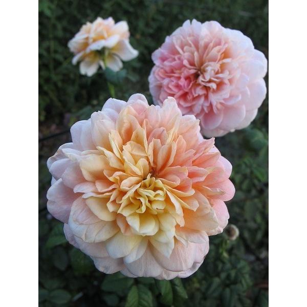 バラ苗 予約 新苗 12cmポット ストーリーライター : Apple Roses