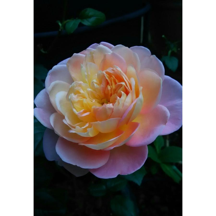 バラ苗 予約 新苗 12cmポット ストーリーライター : Apple Roses