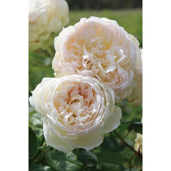 バラ苗 新苗育成苗 18cmポット ザ・サイエンティスト : Apple Roses