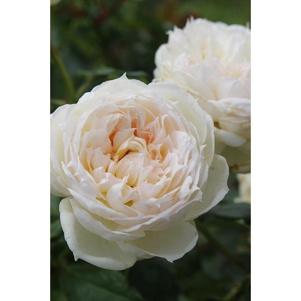 即納 バラ苗 新苗育成苗18cmポット ザ サイエンティスト S Thescientist Apple Roses 通販 Yahoo ショッピング