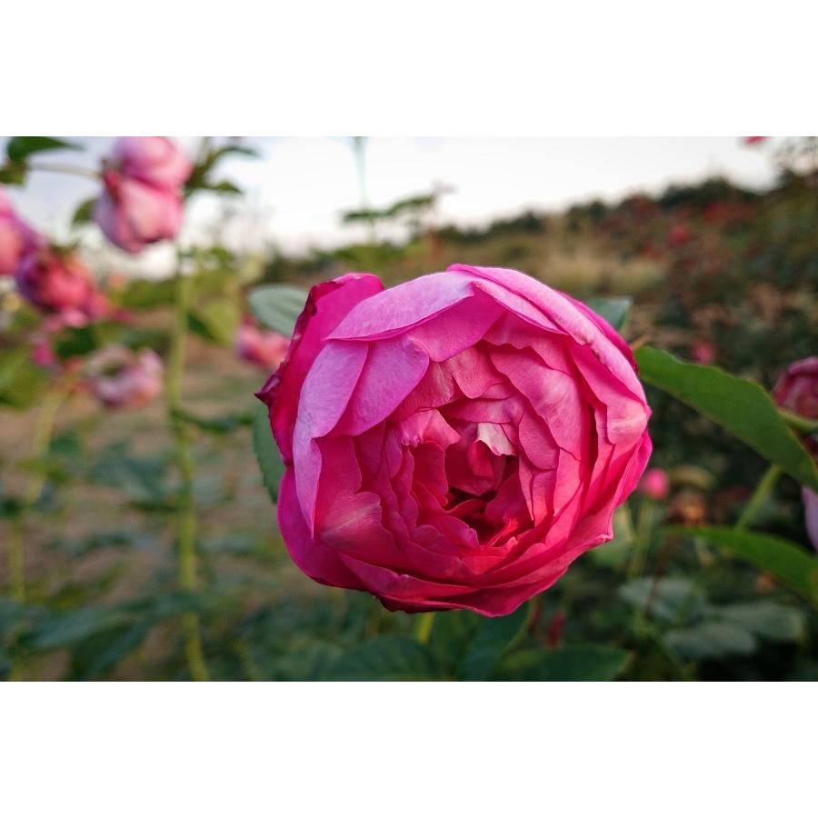 バラ苗 新苗育成苗18cmポット植え 浮世 :s-ukiyo:Apple Roses - 通販 - 