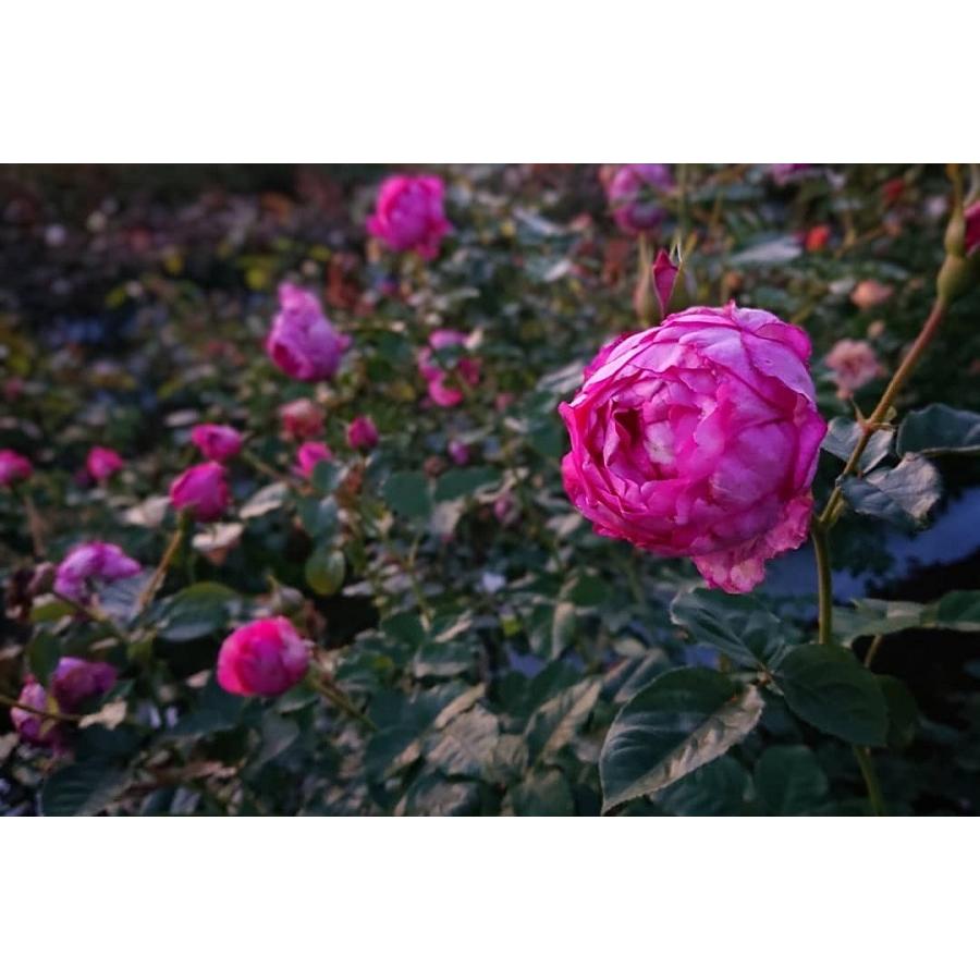 5月発送予定 バラ苗 新苗 12cmポット 浮世 : Apple Roses - 通販 5月発送予定 バラ苗 新苗 12cmポット 浮世 : Apple Roses - 通販