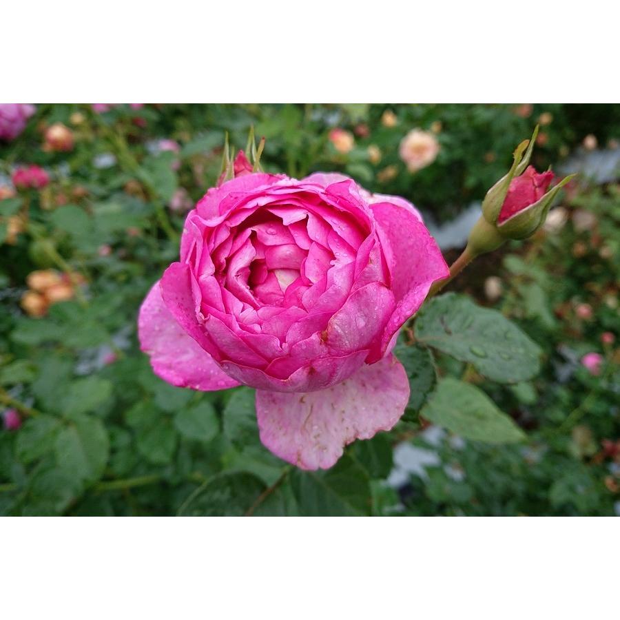 5月発送予定 バラ苗 新苗 12cmポット 浮世 : Apple Roses - 通販 5月発送予定 バラ苗 新苗 12cmポット 浮世 : Apple Roses - 通販