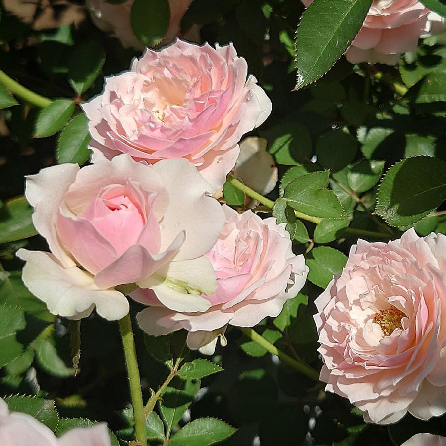 バラ苗 新苗育成苗 18cmポット ユニコーン : Apple Roses - 通販