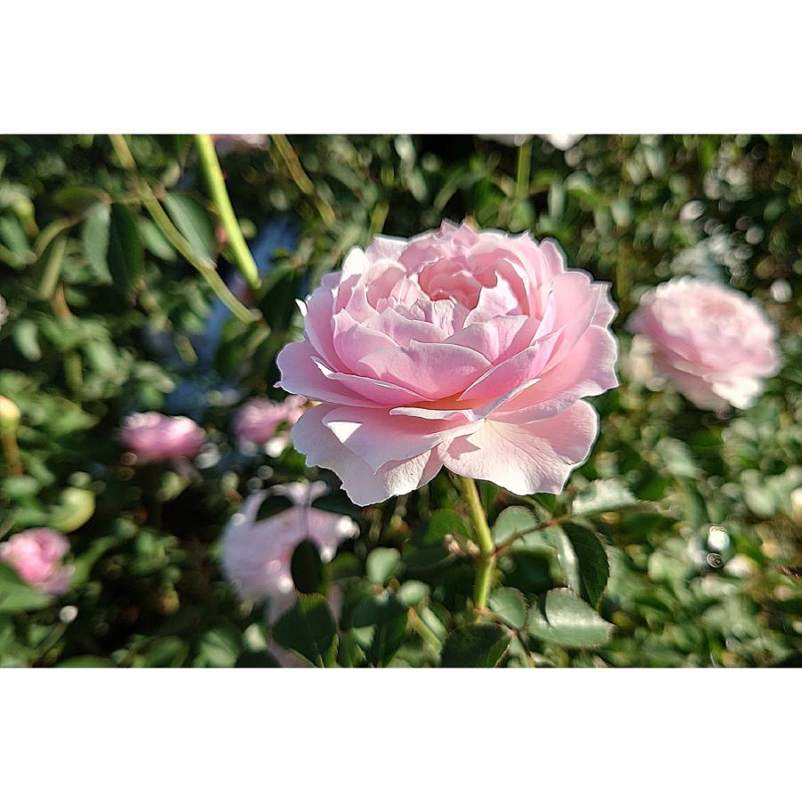 予約 5月中旬以降発送 バラ苗 新苗 12cmポット  ユニコーン｜apple-roses｜06