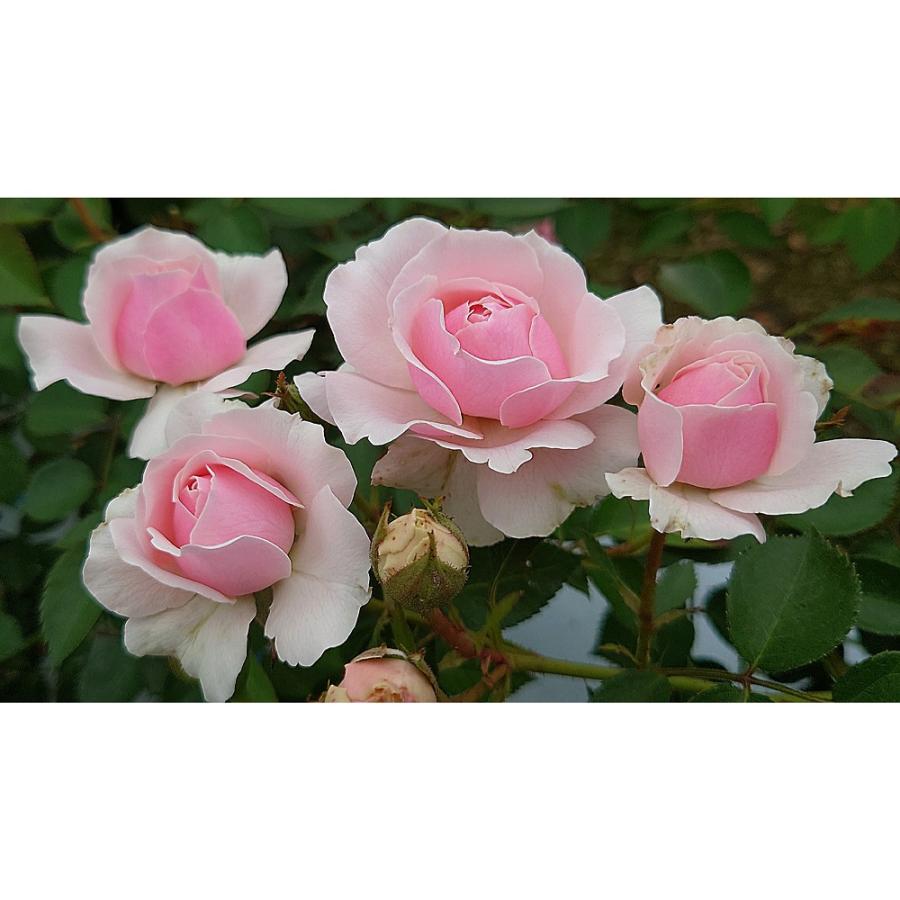 バラ苗 予約 新苗 12cmポット ユニコーン : Apple Roses - 通販