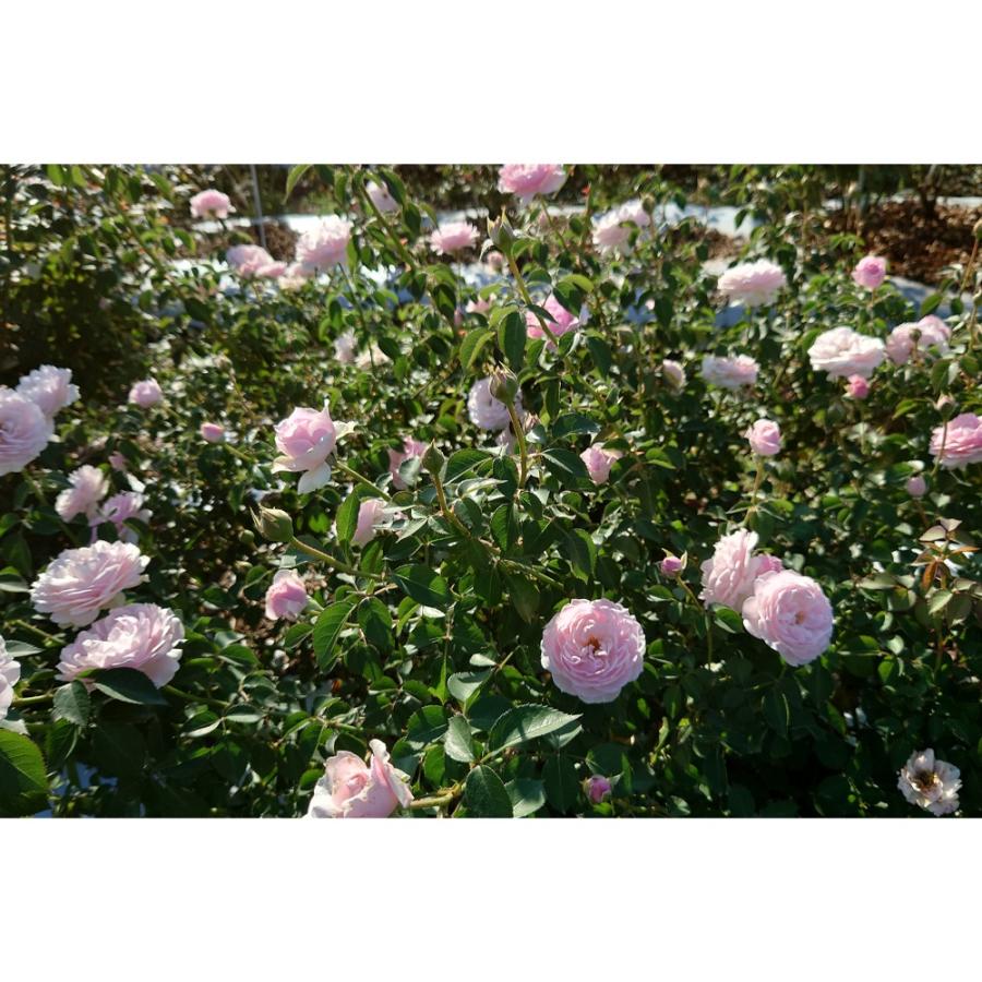 バラ苗 新苗育成苗 18cmポット ユニコーン : Apple Roses - 通販