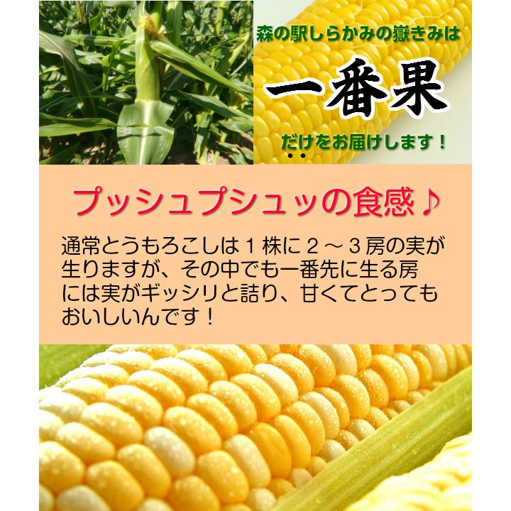 とうもろこし 訳あり 嶽きみ 先端カット S-2Lサイズ混合 10本
