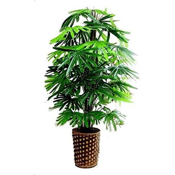 1500円 クリスマスファッション 観葉植物 観音竹 メーカー直送