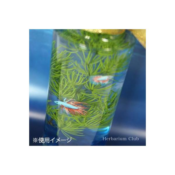 イングカワモト ハーバリウムクラブ ハーバリウムシール 熱帯魚2 (両面