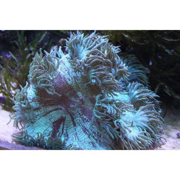 トランペットコーラル オオナガレハナサンゴ Big グリーン 約23cm 状態良好 アクアエンゼル 通販 Yahoo ショッピング