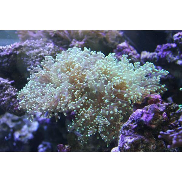 送料無料 新品 サンゴ コエダナガレハナサンゴ 美しいタコアシ コエダナガレハナサンゴ タコアシ グリーン 約13 14cm 状態良好 観賞魚生体