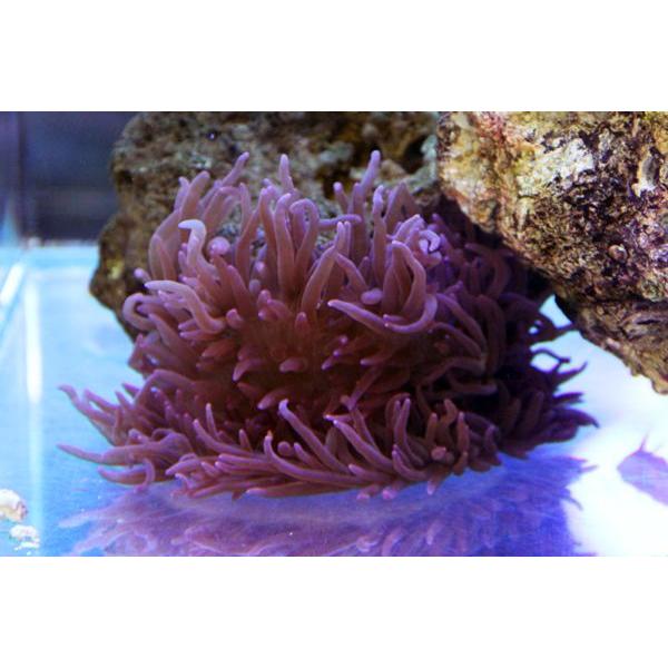 シライトイソギンチャク パープル Mサイズ 約11 13cm 状態良好 アクアエンゼル 通販 Yahoo ショッピング