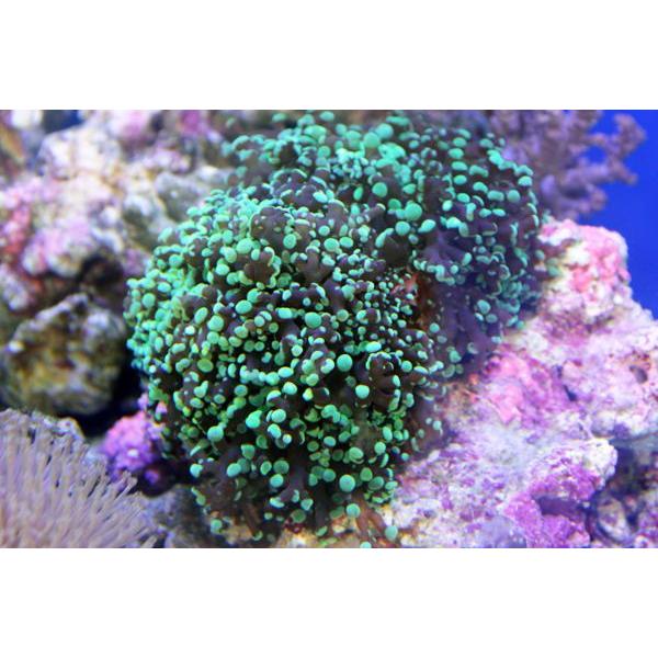 予約 サンゴ タコアシサンゴ スーパーグリーン コエダナガレハナサンゴ タコアシ 先端スーパーグリーン 約12 13cm 状態良好 観賞魚生体 Www Oyostate Gov Ng