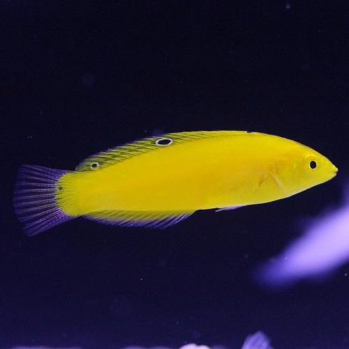 人工餌ok イエローコリス 海水魚 サンゴ 生体 1592 Aqua Lovers ヤフーショッピング店 通販 Yahoo ショッピング