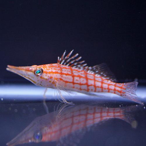 人工餌ok クダゴンベ 海水魚 サンゴ 水生生物 Studioadventure Com