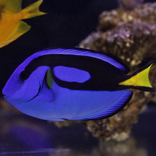 人工餌ok ナンヨウハギ L 海水魚 サンゴ 生体 2159 Aqua Lovers ヤフーショッピング店 通販 Yahoo ショッピング