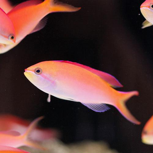 人工餌ok アカネハナゴイ 1匹 海水魚 サンゴ 生体 770 Aqua Lovers ヤフーショッピング店 通販 Yahoo ショッピング