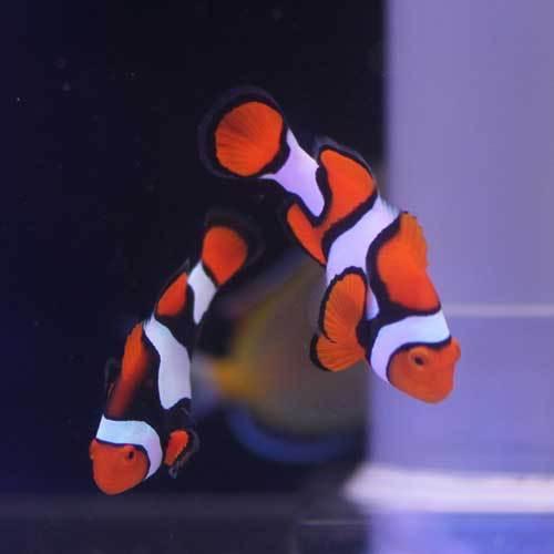 ぺルクラクラウン ワイルド スペシャルグレード ペア 熱帯魚 アクアリウム用品 B1 2 Lovers Lovers ヤフーショッピング