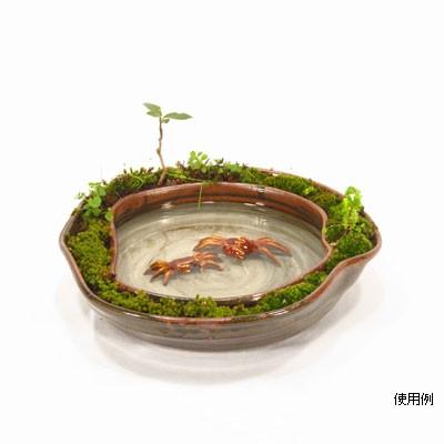陶器 水盤 植栽スペース付き 水盤 小 水盤 陶器水盤 水小物 水グッツ 水