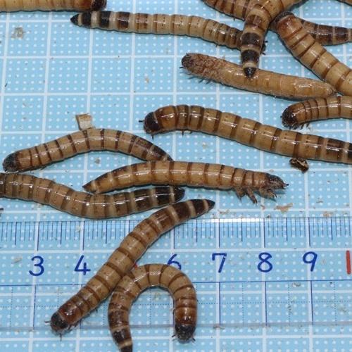 ジャイアントミルワーム 50g(50匹〜)(トカゲの餌 ジャイアントミルワーム 50g(50匹〜)(トカゲの餌