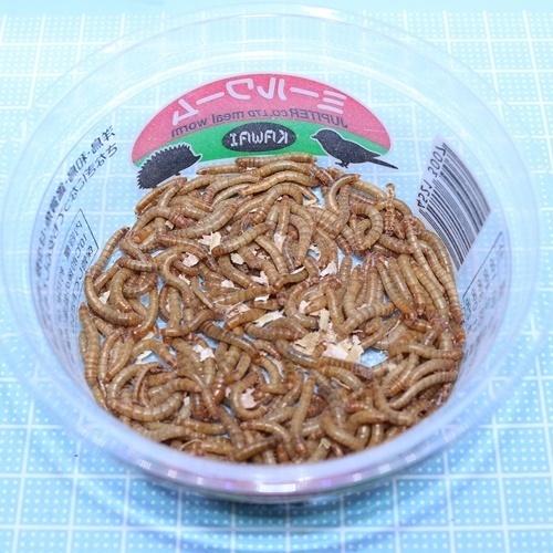 毎日がバーゲンセール ミルワーム Kawai １パック １５０匹位 詰め替え梱包 トカゲの餌 ヤモリのエサ カエルの餌 ハリネズミのエサ コオロギ代替えフード Aynaelda Com