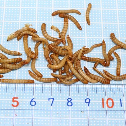 エサ用ミルワーム 1パック（130匹位）詰め替え梱包（トカゲの餌