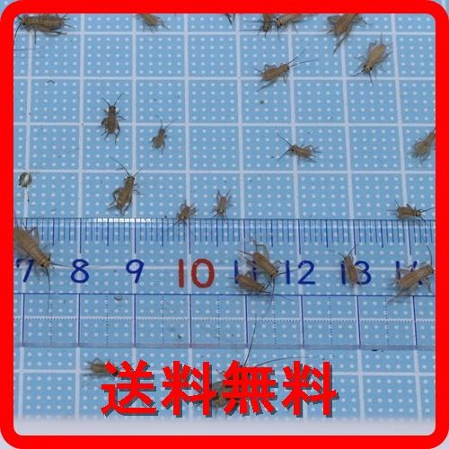 ヨーロッパイエコオロギ（4〜8mm）SSサイズ 100匹 送料無料