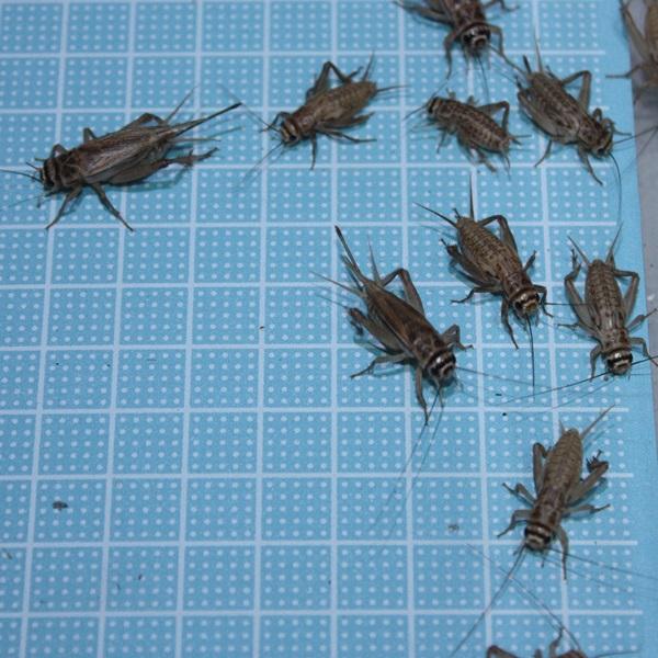 えさ用ヨーロッパイエコオロギ ｍｌサイズｍｉｘ ５０匹 トカゲ ヤモリ カエルの生餌