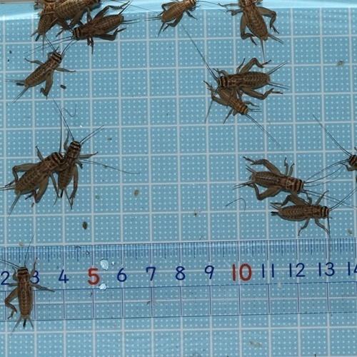 ヨーロッパイエコオロギ（12〜18ｍｍ位）Ｌサイズ　100匹 送料無料（トカゲの餌、ヤモリのエサ、カエルの餌）（爬虫類 両生類のえさ　生き餌）（Yahoo!・あくあこねくしょん）